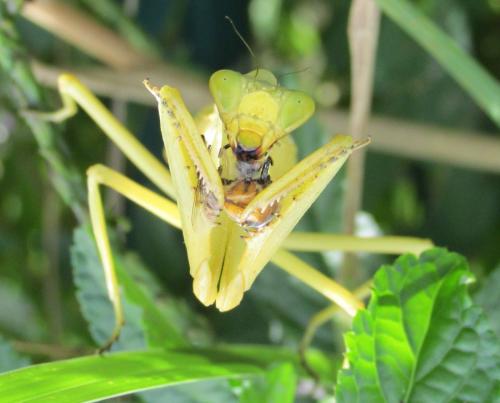 Réf. 134 971 : Stagmatoptera femoralis