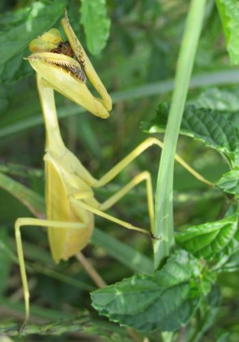 Stagmatoptera femoralis