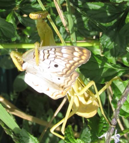 Stagmatoptera femoralis