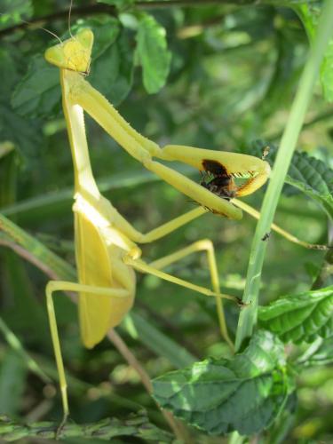 Réf. 134 978 : Stagmatoptera femoralis