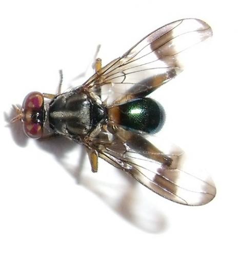 Réf. 134 578 : Richardia sp.