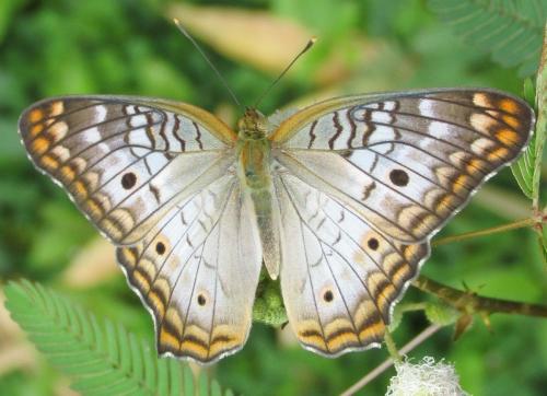 Anartia jatrophae