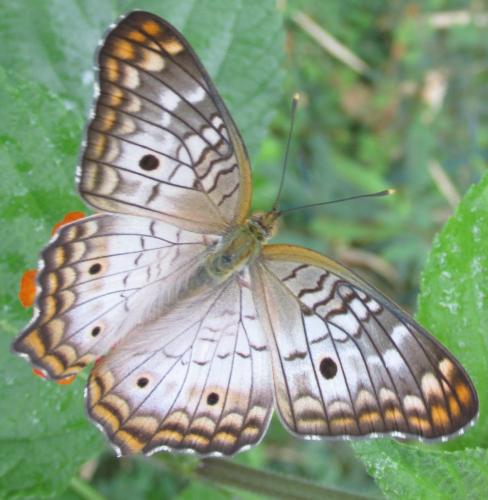 Anartia jatrophae