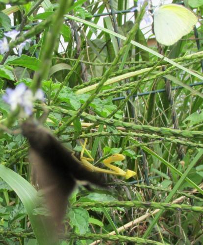 Stagmatoptera femoralis