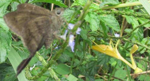 Réf. 134 883 : Stagmatoptera femoralis