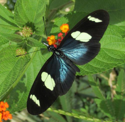Réf. 134 966 : Heliconius sara