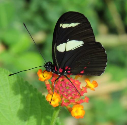 Réf. 134 967 : Heliconius sara