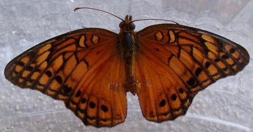 Réf. 134 504 : Euptoieta hegesia