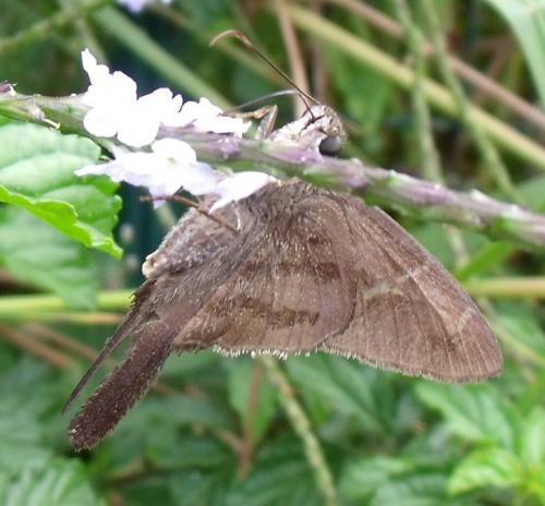 Urbanus sp.