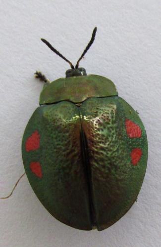 Réf. 134 748 : Stolas discoides