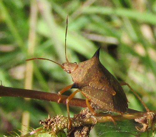 Réf. 134 979 : Euschistus atrox