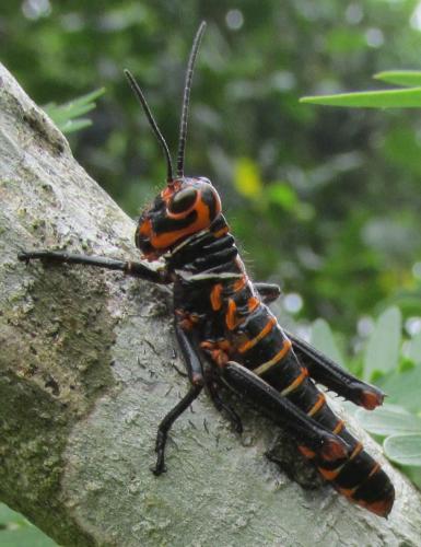Tropidacris collaris
