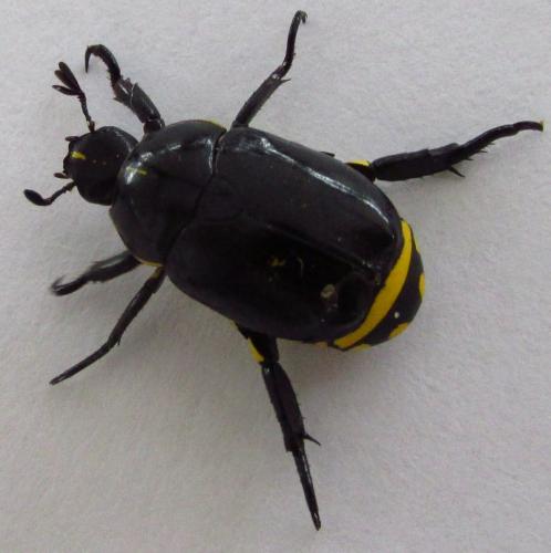 Rutela lineola