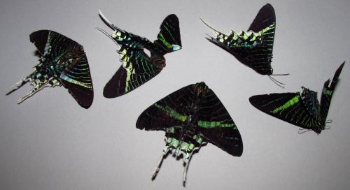 Urania leilus