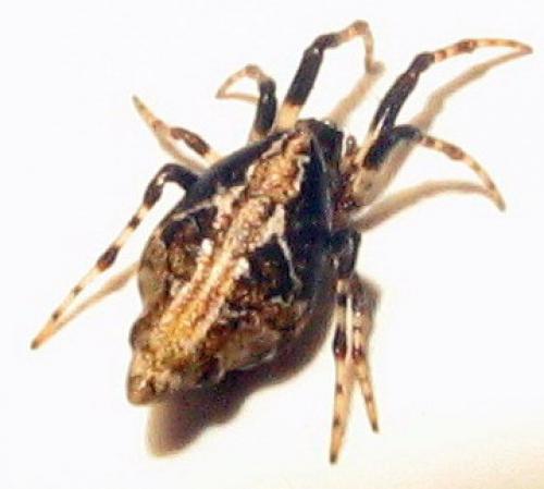 Cyclosa sp.