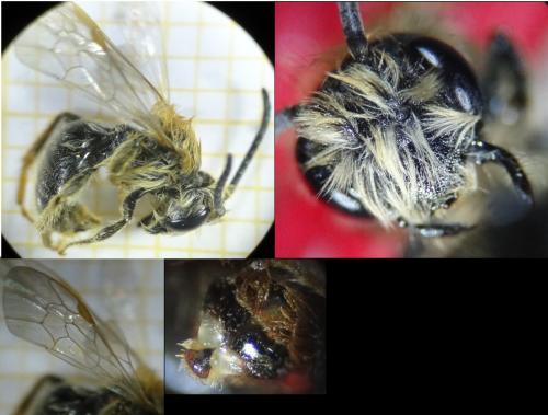 Andrena sp.
