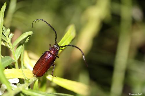 Closterus flabellicornis