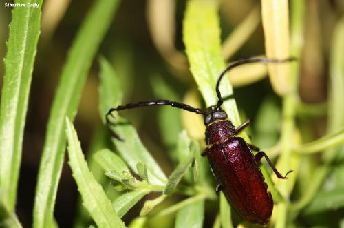 Closterus flabellicornis