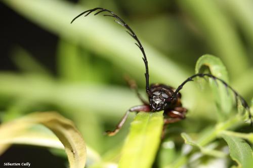 Closterus flabellicornis