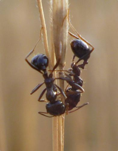 Messor barbarus
