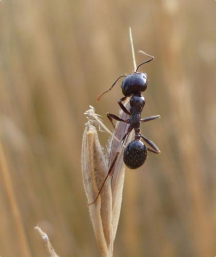 Réf. 134 976 : Messor barbarus