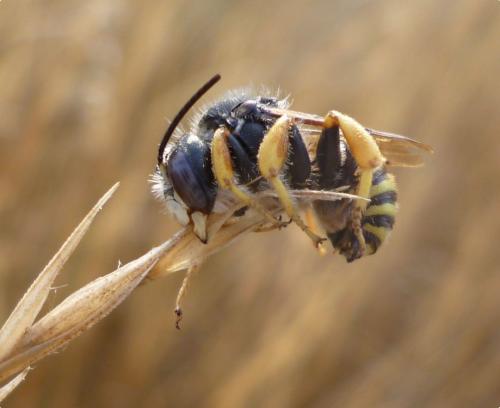 Réf. 134 960 : Trachusa sp.