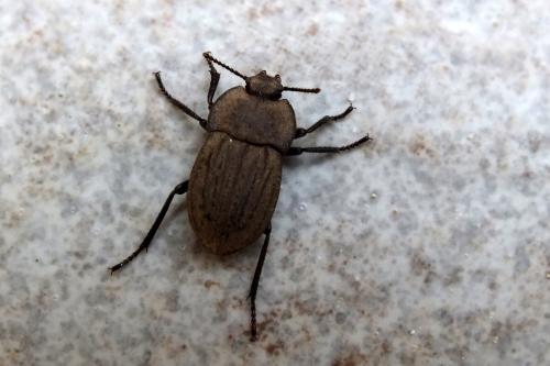 Asida jurinei