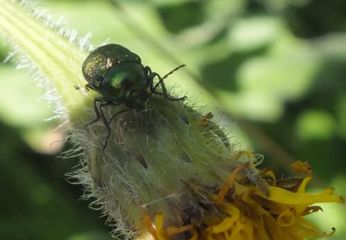 Cryptocephalus sp.