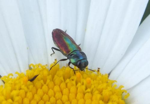 Anthaxia fulgurans