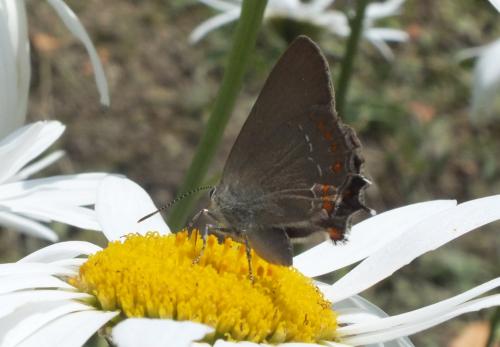 Réf. 134 401 : Satyrium esculi