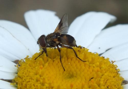 Réf. 134 021 : Ectophasia sp.