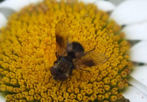 Réf. 134 022 : Ectophasia sp.