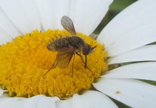 Réf. 134 315 : Bombylisoma sp.