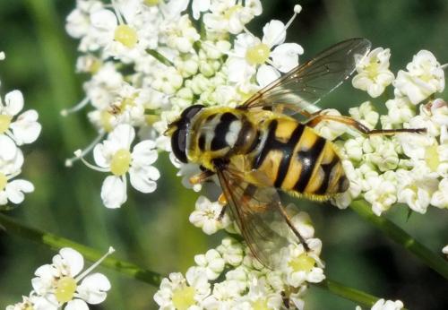 Myathropa florea
