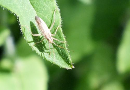 Stenodema sp.