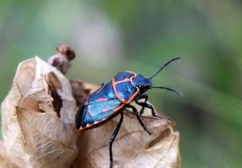 Eurydema rotundicollis