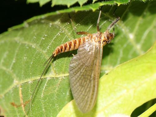 Ecdyonurus sp.