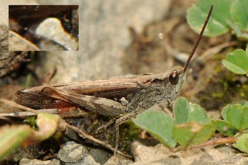 Réf. 134 594 : Chorthippus brunneus brunneus