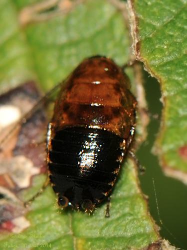 Réf. 134 666 : Ectobius sp.