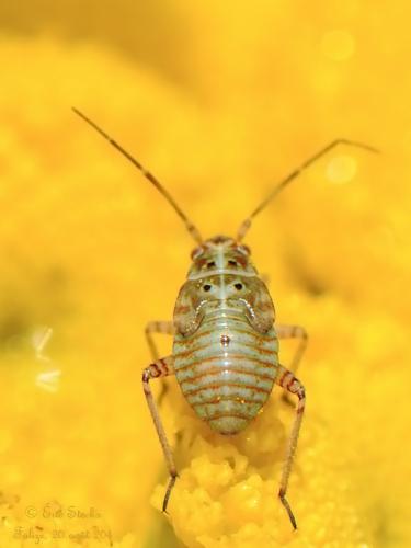 Lygus sp.