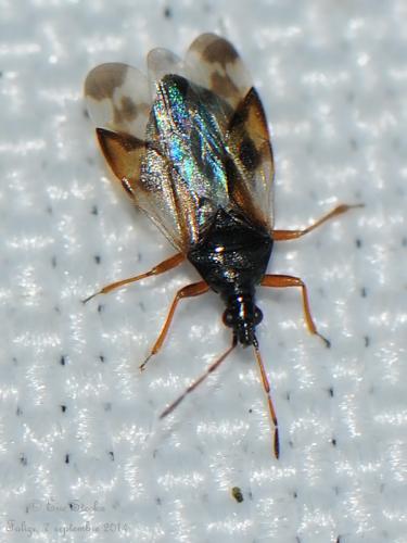 Anthocoris nemorum