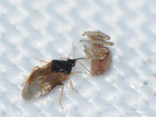Réf. 134 524 : Orius sp.