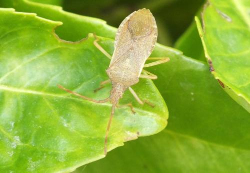 Gonocerus acuteangulatus