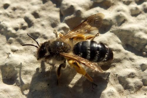 Andrena gravida