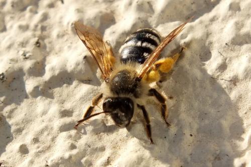 Réf. 134 024 : Andrena gravida