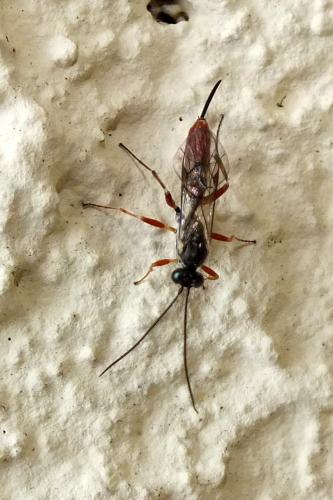 Réf. 134 366 : Campopleginae inconnu