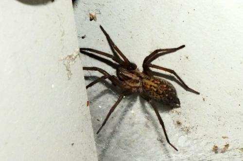 Réf. 134 314 : Tegenaria sp.