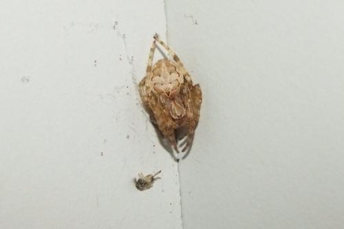 Larinioides sclopetarius