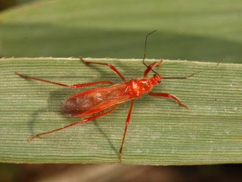 Réf. 134 962 : Polytoxus sanguineus