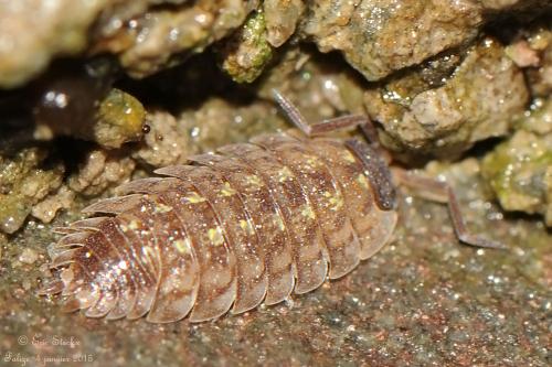 Réf. 134 269 : Porcellio spinicornis